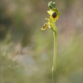 Ophrys lutea 31-03-21 016
