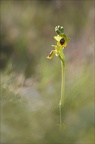 Ophrys lutea 31-03-21 016