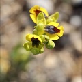 Ophrys lutea 31-03-21 017