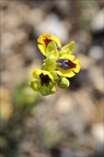 Ophrys lutea 31-03-21 017