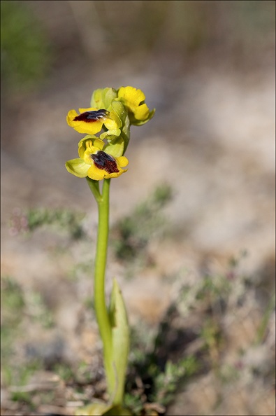 Ophrys lutea_31-03-21_021.jpg