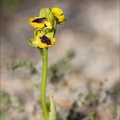 Ophrys lutea 31-03-21 021