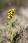 Ophrys lutea 31-03-21 021