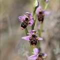 Ophrys scolopax  01-04-21 054