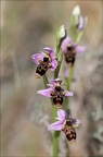 Ophrys scolopax  01-04-21 054