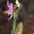 Ophrys scolopax  03-04-21 063