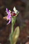 Ophrys scolopax  03-04-21 063