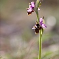 Ophrys scolopax  03-04-21 067