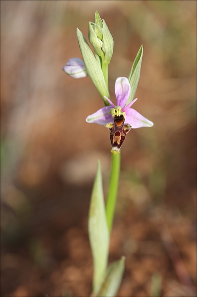 Ophrys scolopax _03-04-21_070.jpg