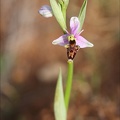 Ophrys scolopax  03-04-21 070