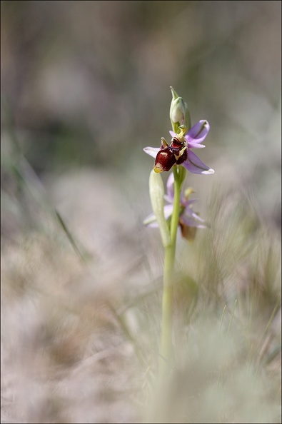 Ophrys scolopax _29-03-21_013.jpg
