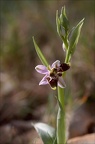 Ophrys scolopax double label 03-04-21 012