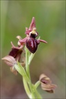 Ophrys sp 21-03-30 034