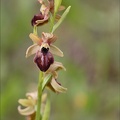 Ophrys sp 21-03-30 036