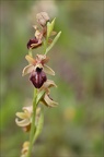 Ophrys sp 21-03-30 036