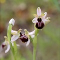 Ophrys sp_21-03-30_042.jpg