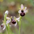 Ophrys sp 21-03-30 042