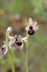 Ophrys sp 21-03-30 042