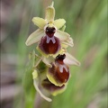 Ophrys petite araignée (Ophrys araneola)