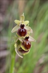 Ophrys petite araignée (Ophrys araneola)