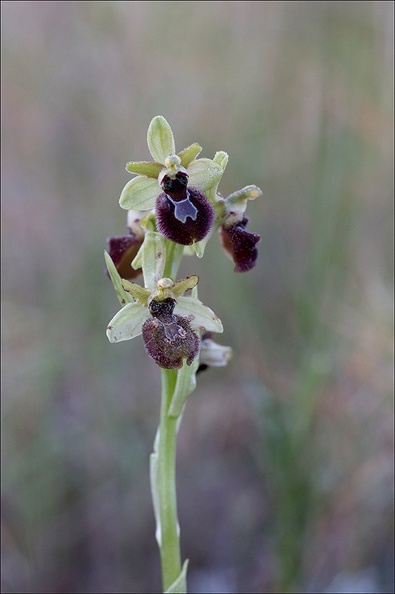 Ophrys speculum hyb mars_21-03-29_007.jpg