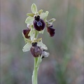 Ophrys speculum hyb mars 21-03-29 007
