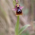 Ophrys speculum hyb tenth 21-03-29 012