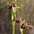 Ophrys speculum_21-03-29_018.jpg