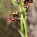 Ophrys speculum_21-03-29_021.jpg