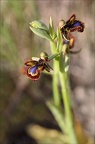 Ophrys speculum 21-03-29 021