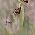 Ophrys speculum_21-03-29_039.jpg