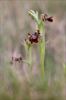 Ophrys speculum 21-03-29 039