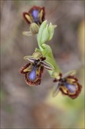 Ophrys speculum 21-03-29 045