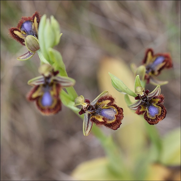 Ophrys speculum_21-03-29_046.jpg
