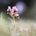 Ophrys tenthredinifera 21-03-30 022