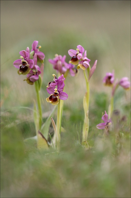 Ophrys tenthredinifera 21-03-30 026