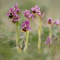Ophrys tenthredinifera_21-03-30_026.jpg