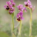 Ophrys tenthredinifera 21-03-30 028