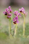 Ophrys tenthredinifera 21-03-30 028