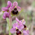 Ophrys tenthredinifera 21-03-30 031