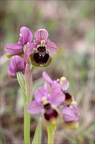 Ophrys tenthredinifera 21-03-30 031