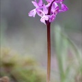 Orchis de Hyères 21-04-02 001