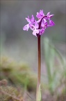 Orchis de Hyères 21-04-02 001