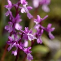 Orchis de Hyères 21-04-02 017