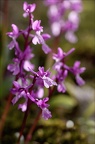 Orchis de Hyères 21-04-02 017