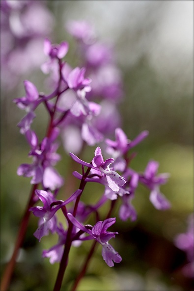 Orchis de Hyères_21-04-02_019.jpg