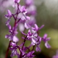 Orchis de Hyères 21-04-02 019