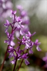 Orchis de Hyères 21-04-02 019