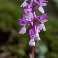 Orchis de Hyères 21-04-02 024