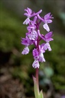 Orchis de Hyères 21-04-02 024